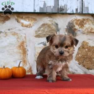 Unicha, Morkie / Yorktese Puppy